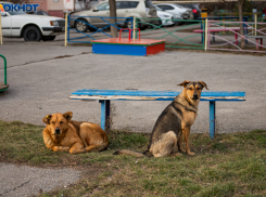 «Мы в ответе за тех, кого не приручили?» —  задумываются таганрожцы 