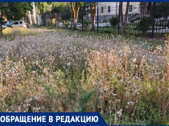 Аллергенный дайджест: Таганрогский суд и детская больница утонули в амброзии