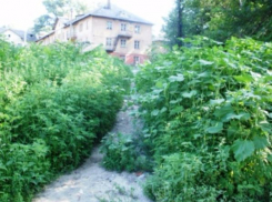 Северные районы города освободили от зарослей амброзии