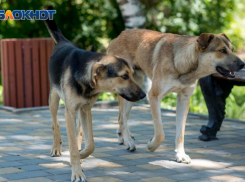 «Собачий» спор в Таганроге закончился сложным переломом и условным сроком