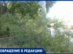 В Таганроге участились случаи «летающих» деревьев 
