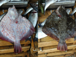Рыбный бум в Азовском море: запасы камбалы-калкана взлетели в 145 раз