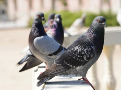 Как отпугнуть «неприятных соседей»: домашние лайфхаки для таганрожцев