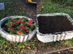 «Безобидные одуванчики», растаскивают землю, рассаду цветов,  растений из клумб в Таганроге