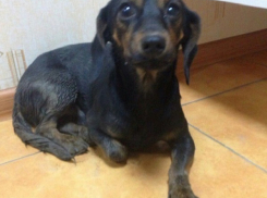 Зоозащитники и ветеринары не смогли спасти сбитого в Таганроге щенка
