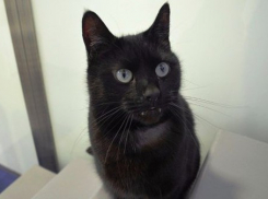 Кот – вампир не может найти дом