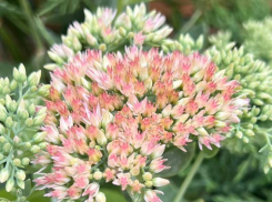 Растения, посаженные в эти даты, привлекают любовь и богатство