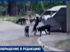 «Горшочек не вари» : в Военном городке Таганрога растет количество бездомных чипированных собак