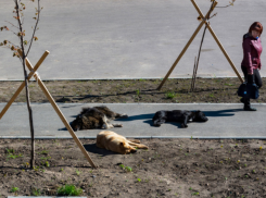  «Живодёры» против «зоолюбов»: на 7 февраля намечен отлов уличных собак в центре Таганрога - и снова скандал