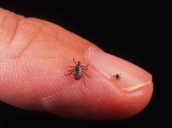 202 таганрожца обратились в медицинские учреждения, потому что их укусили клещи 