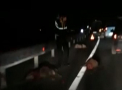 Под колесами  автомобилей на трассе Ростов –Таганрог погибло большое стадо кабанов