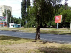 Две недели «Благоустройство» не может разобраться с мертвой собакой
