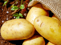 Когда лучше всего выкапывать картофель: совет агрономов для таганрожцев