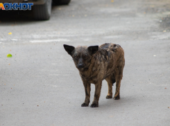 Укушенная уличной собакой таганроженка судится с МУП «Благоустройство»