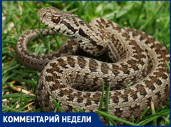 «Эти змеи нам нужны, эти змеи нам важны» — почему в Таганроге ужи не исчезнут с набережной 