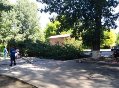 В Таганроге очередное дерево не выдержало благоустройства и сломалось