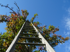 Цвели прекрасно, а урожая нет: что губит таганрогские яблони и как им помочь в июне