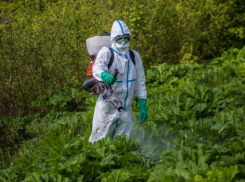 В Таганроге продолжается неравная борьба с сорняками и амброзией