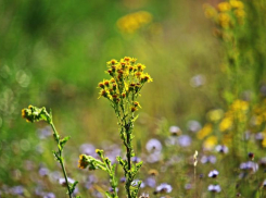Свершилось! В Таганроге объявили карантин по амброзии
