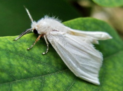 Новый карантинный вредитель в Ростовской области