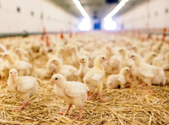 Цыплят по осени считают: на Таганрогскую птицефабрику завезли кур-несушек