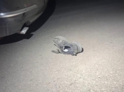 Молодой водитель иномарки насмерть сбил пожилого человека на пешеходном переходе в Таганроге