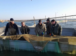 Учёные исследуют запасы тюльки в Таганрогском заливе: рыбы становится меньше