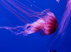 Ядовитые гиганты: российские учёные назвали причину критического нашествия громадных медуз в Азовском море