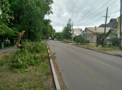Таганрогские службы дерево с дороги убрали, а на тротуаре оставили