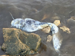 В Таганрогском заливе массово гибнет рыба