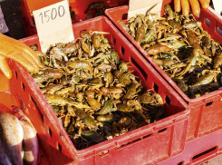 Донской деликатес может исчезнуть с таганрогских рынков