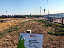 «Высадили как обычно, высохло как всегда»: очередное древонасаждение Таганрога провалилось