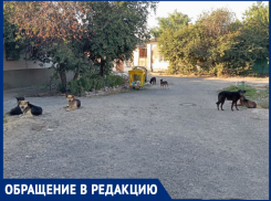Бездомных собак в Таганроге становится больше 