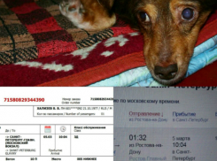 Каштанчик, благодаря нашим читателям,  4 марта уезжает на операцию в Санкт-Петербург