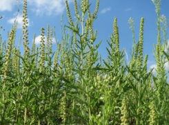 Какуткина деньги получила, но о некошеной траве в Таганроге позабыла