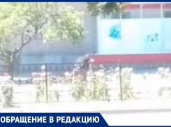 Экономная романтика: в Таганроге мужчина сорвал для своей дамы цветы с городской клумбы 