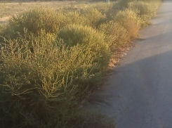 Район Таганрога похож на плантацию амброзии - от властей ноль реакции