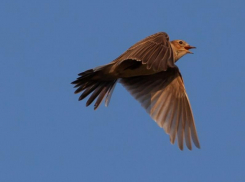 Поют, зависая в воздухе над Миусским склоном, степные жаворонки