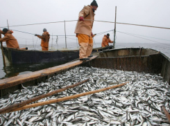  Через Таганрог в Сербию ушло 10 тонн рыбы. А самим что-нибудь останется?