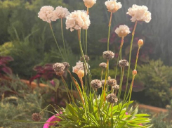 Товар дня: -20% на цветочные растения 