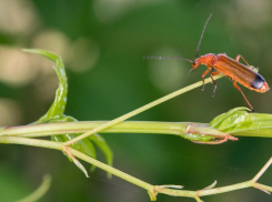 В скором времени таганрожцы смогут попробовать продукты из сверчковой муки