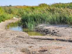  Реки, питающие Таганрогский залив, стали солёными - флора и фауна Азовского моря изменяется 