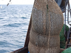 Осолонение Азовского моря изменило рыбные популяции Таганрогского залива - кто нерестится?