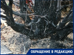 Пожар на таганрогском кладбище стал причиной хамства