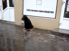 Собака с ведерком в зубах просит милостыню на Новом вокзале в Таганроге