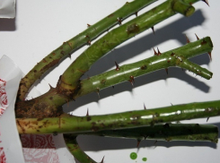 В Таганрог не пустили розы из Украины