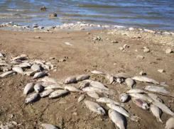 Осетры, судаки, караси: берег Таганрогского залива Азовского моря усыпан мёртвой рыбой - видео