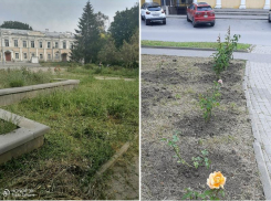  После публикации «Блокнот Таганрог» привели в порядок клумбы у памятника Чехову