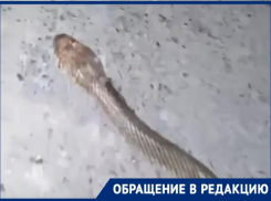 Смелый «Рики-Тики-Тави» убил двухметровую гадюку на улице Таганрога
