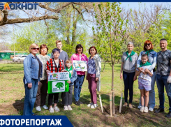 В Таганроге сегодня массово высадили деревья сразу в нескольких местах 
